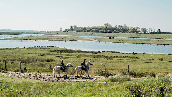 Lanckriet Stables